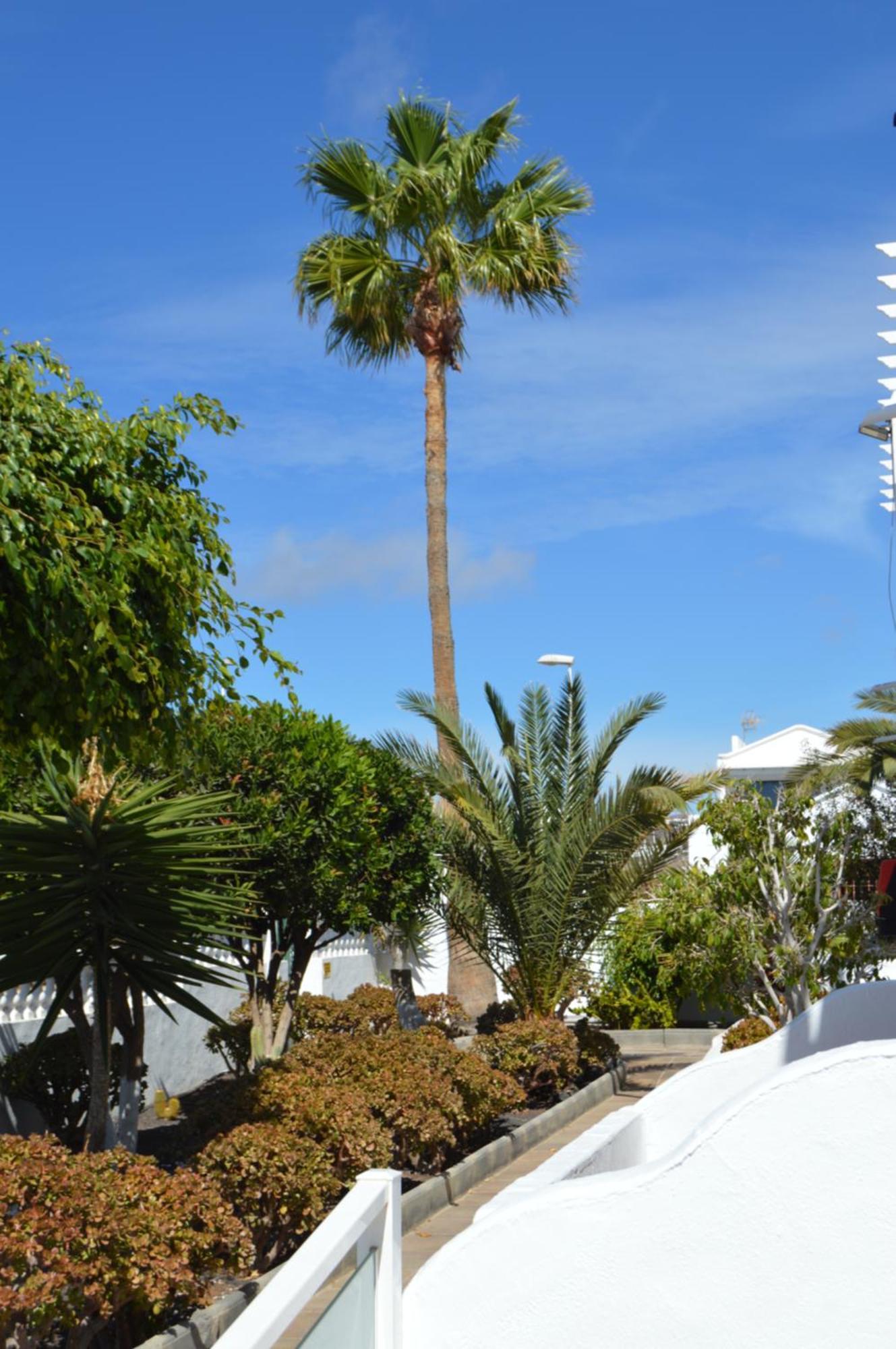 Lava Teneguia, 5 guests in 2 bedrooms Puerto del Carmen  Buitenkant foto